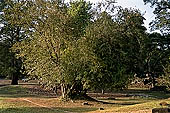 Angkor Thom - the twelve towers called Prasats Suor Prat